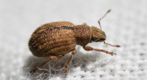 Réf. 349 090 : Strophosoma melanogrammum